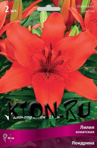 Лилия азиатская Лондрина (Lilium asiatic Londrina)