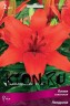 Лилия азиатская Лондрина (Lilium asiatic Londrina)