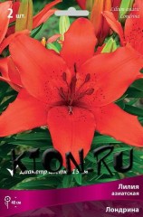 Лилия азиатская Лондрина (Lilium asiatic Londrina)