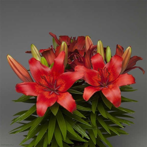 Лилия азиатская Лондрина (Lilium asiatic Londrina)
