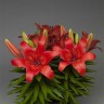 Лилия азиатская Лондрина (Lilium asiatic Londrina)