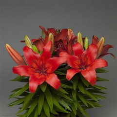 Лилия азиатская Лондрина (Lilium asiatic Londrina)