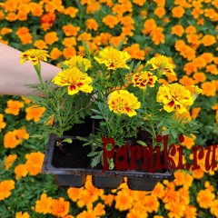 Рассада Бархатцы отклоненные Литл Хироу (Tagetes patula Little Hero) 6 шт