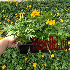 Рассада Бархатцы отклоненные Литл Хироу (Tagetes patula Little Hero) 6 шт