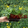 Рассада Бархатцы отклоненные Литл Хироу (Tagetes patula Little Hero) 6 шт