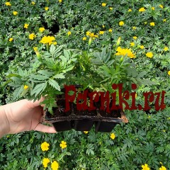 Рассада Бархатцы отклоненные Литл Хироу (Tagetes patula Little Hero) 6 шт
