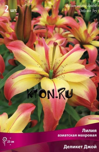 Лилия азиатская махровая Деликат Джой (Lilium asiatic double Delicate Joy)