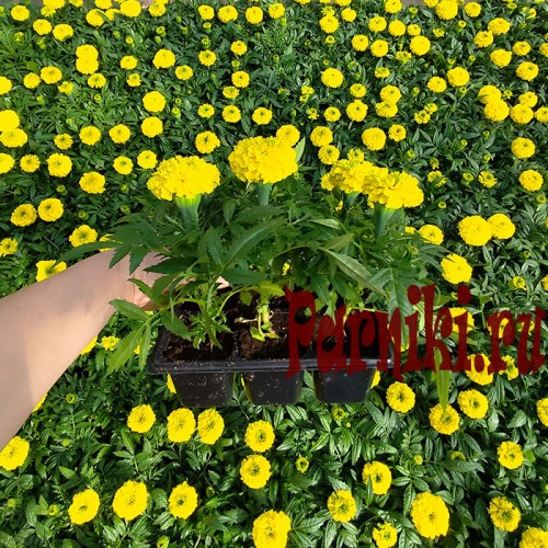Рассада Бархатцы прямостоячие Антигуа (Tagetes erecta Antigua) 6 шт