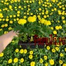 Рассада Бархатцы прямостоячие Антигуа (Tagetes erecta Antigua) 6 шт
