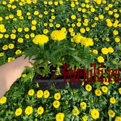 Рассада Бархатцы прямостоячие Антигуа (Tagetes erecta Antigua) 6 шт