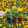 Рассада Бархатцы прямостоячие Антигуа (Tagetes erecta Antigua) 6 шт