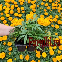 Рассада Бархатцы прямостоячие Антигуа (Tagetes erecta Antigua) 6 шт