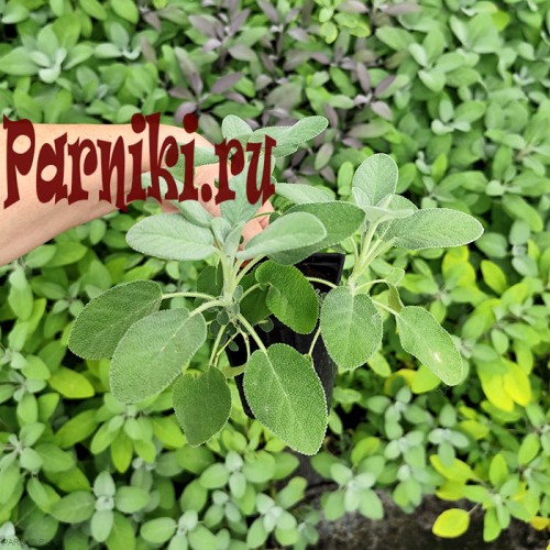 Рассада шалфея