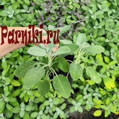 Рассада шалфея