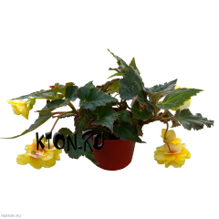Рассада Бегония ампельная