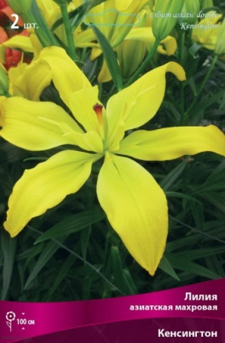 Лилия азиатская махровая Кенсингтон (Lilium asiatic double Kensington)