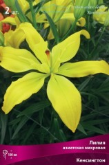 Лилия азиатская махровая Кенсингтон (Lilium asiatic double Kensington)