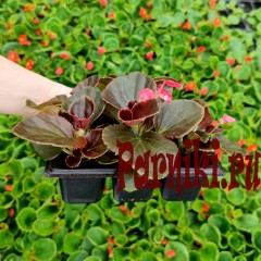Рассада Бегония вечноцветущая Сенатор (Begonia semperflorens Senator) 6 шт