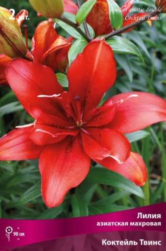 Лилия азиатская махровая Коктейль Твинс (Lilium asiatic double Cocktail Twins)