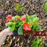 Рассада Бегония вечноцветущая Спринт (Begonia semperflorens Sprint) 6 шт