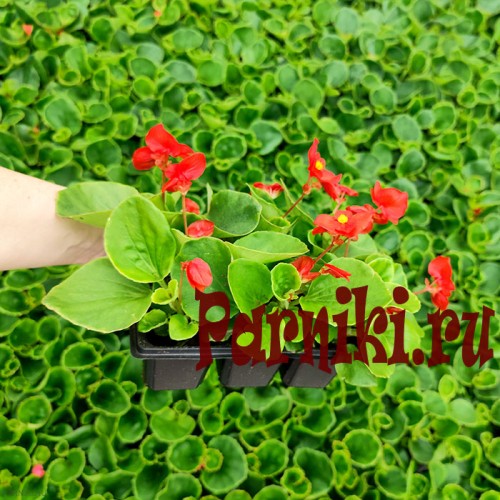 Рассада Бегония вечноцветущая Спринт (Begonia semperflorens Sprint) 6 шт