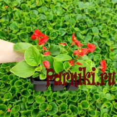 Рассада Бегония вечноцветущая Спринт (Begonia semperflorens Sprint) 6 шт