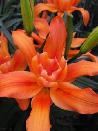Лилия азиатская махровая Крейзи Твин (Lilium asiatic double Crazy Twin)