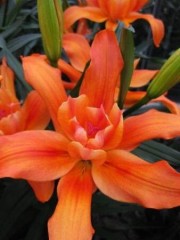 Лилия азиатская махровая Крейзи Твин (Lilium asiatic double Crazy Twin)