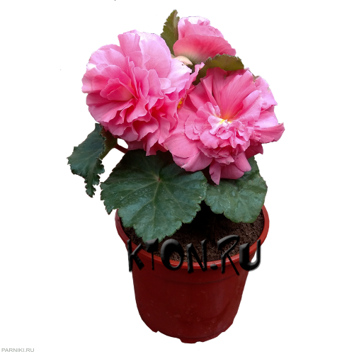 Рассада Бегония клубневая d12