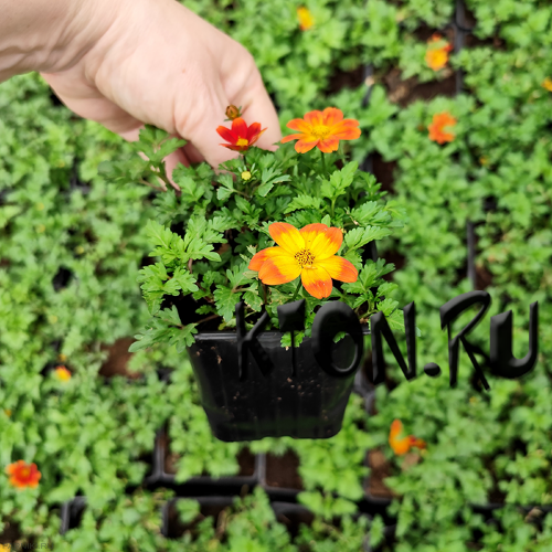 Рассада Биденс (Bidens) в контейнере p9