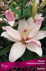 Лилия азиатская махровая Бентли (Lilium asiatic double Bentley)