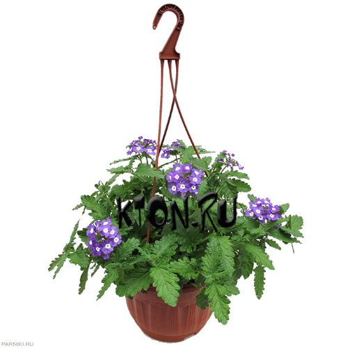 Рассада Вербена (Verbena) ампельная