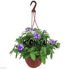 Рассада Вербена (Verbena) ампельная