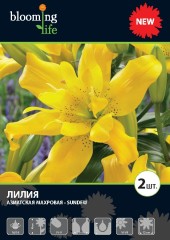 Лилия азиатская махровая Сандью (Lilium asiatic double Sundew)