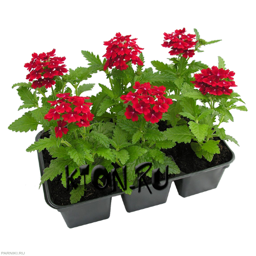 Рассада Вербена (Verbena) в ассортименте 6 шт