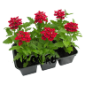 Рассада Вербена (Verbena) в ассортименте 6 шт