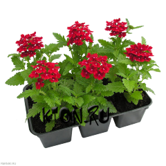 Рассада Вербена (Verbena) в ассортименте 6 шт