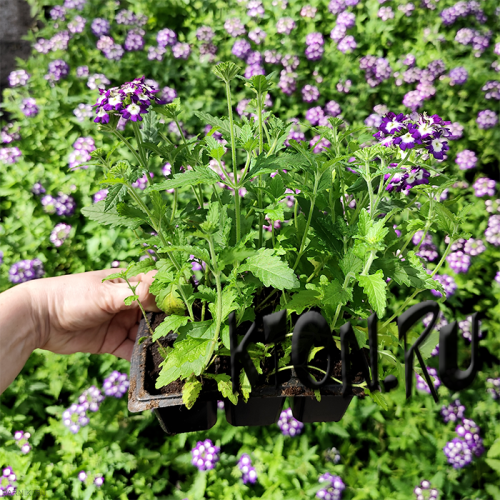 Рассада Вербена (Verbena) в ассортименте 6 шт