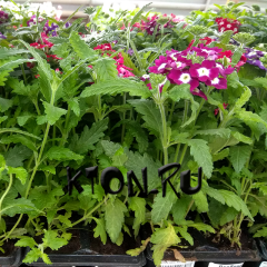 Рассада Вербена (Verbena) в ассортименте 6 шт