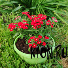 Рассада Вербена (Verbena) в ассортименте 6 шт