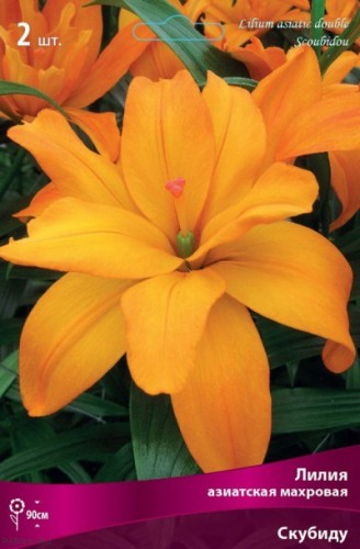 Лилия азиатская махровая Скубиду (Lilium asiatic double Scoubidou)