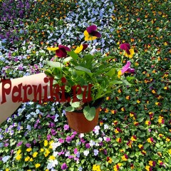 Рассада Виола (Viola) ампельная