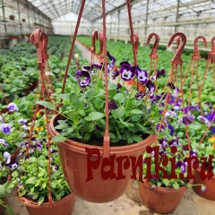 Рассада Виола (Viola) ампельная