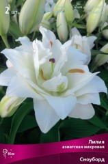 Лилия азиатская махровая Сноуборд (Lilium asiatic double Snowboard)