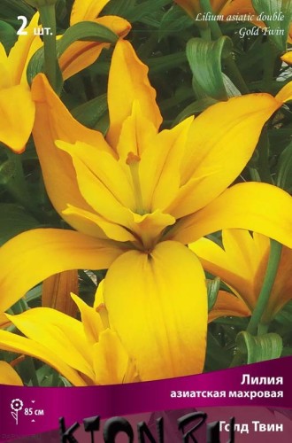 Лилия азиатская махровая Голд Твин (Lilium asiatic double Gold Twin)