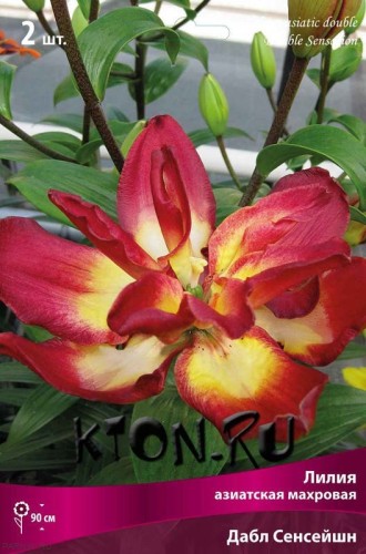 Лилия азиатская махровая Дабл Сенсейшн (Lilium asiatic double Double Sensation)