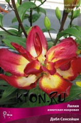 Лилия азиатская махровая Дабл Сенсейшн (Lilium asiatic double Double Sensation)