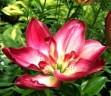 Лилия азиатская махровая Дабл Сенсейшн (Lilium asiatic double Double Sensation)