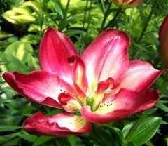 Лилия азиатская махровая Дабл Сенсейшн (Lilium asiatic double Double Sensation)