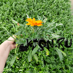 Рассада Газания 6 шт